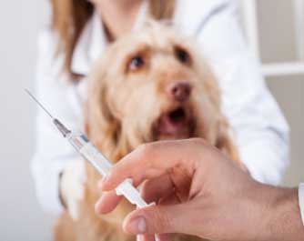 Veterinaire Argos Veterinaire Clinique Veterinaire Villenave D Ornon Agenda En Ligne Veterinaire