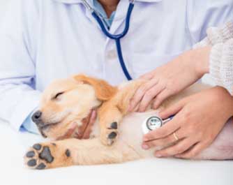 rendez-vous avec le docteur CLINIQUE VETERINAIRE DES COTEAUX (SCPV)