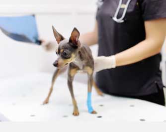 rendez-vous avec le docteur Blanchier Roffet Docteurs Veterinaires