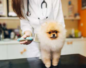 rendez-vous avec le docteur Clinique Vétérinaire Pans'Bêtes