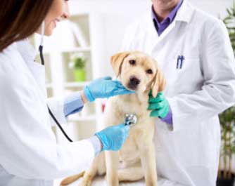 rendez-vous avec le docteur SCP Veterinaire