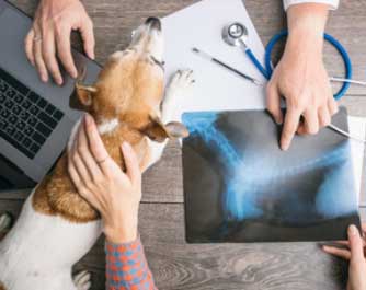 rendez-vous avec le docteur Cabinet Veterinaire Janssens Van Hoof