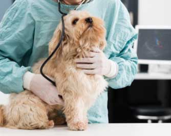 rendez-vous avec le docteur Clinique Vétérinaire de la Vatine