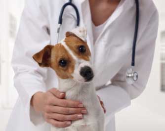 rendez-vous avec le docteur Veterinaire 3M Drs Michaud (SCP)